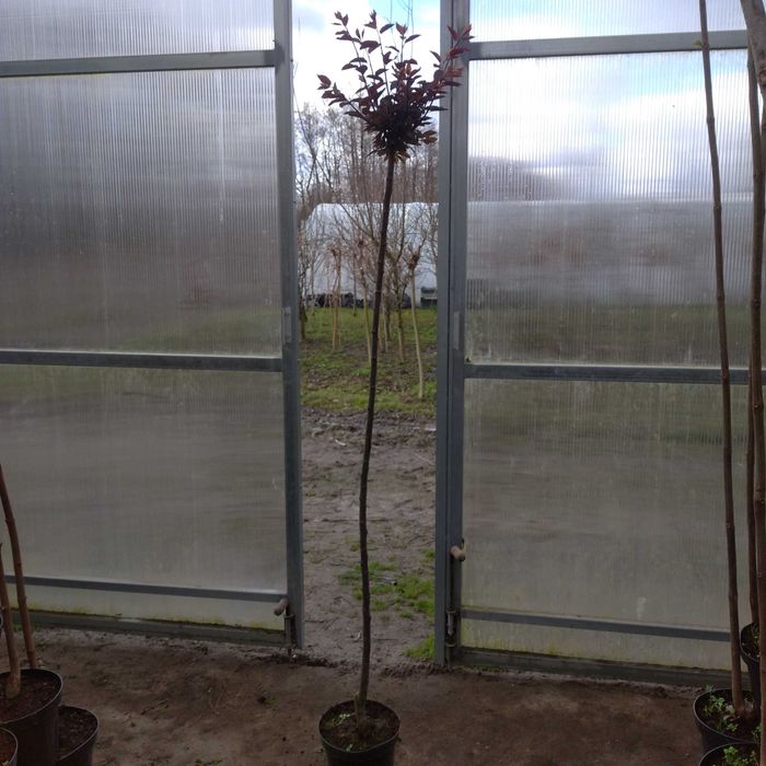 Śliwa Wiśniowa Pisardii Śliwa Wiśniowa