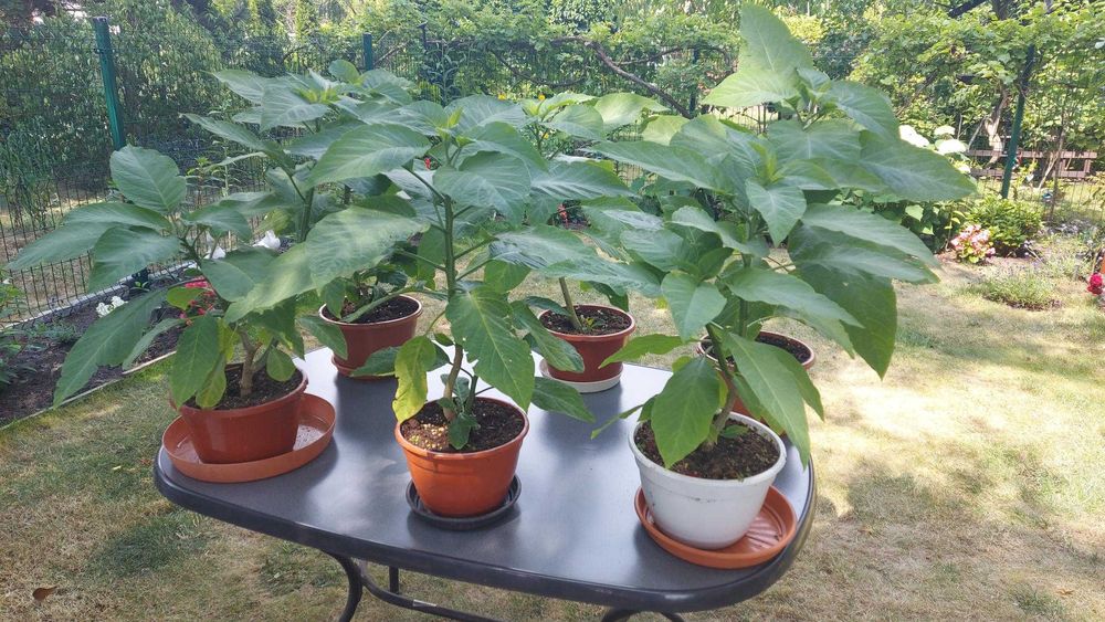 Datury - zdrowe sadzonki 2 letnie.