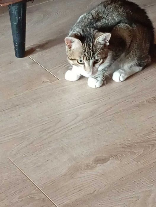 Гарний котик в добрі руки