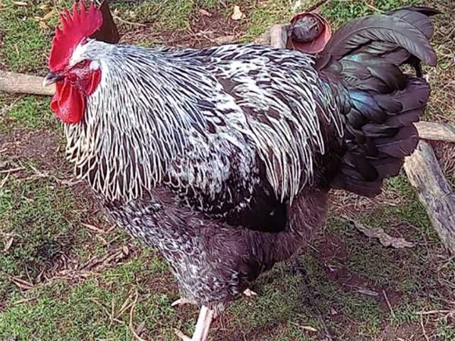 Яйце на інкубацію.Курчат. Суссекс колумбійський, фарфоровий, срібло.