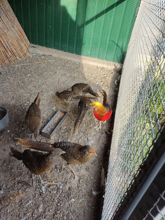 Продам Золотой фазан красный