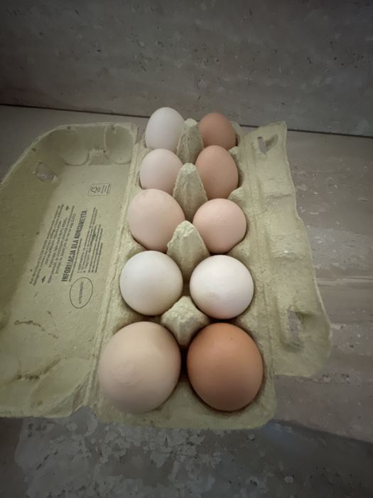 Jajka wiejskie jajko