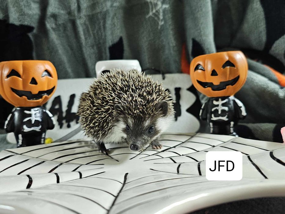 Jeż Pigmejski Jeż Afrykański