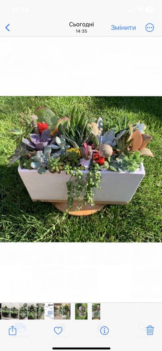 Сукуленти композиція