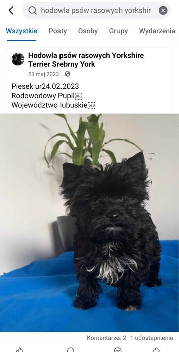 Sprzadam yorvzka black rodowodowy