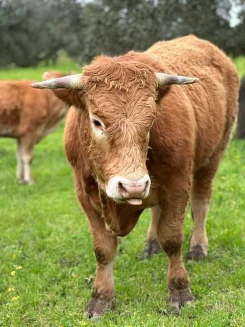 touro limousine registado