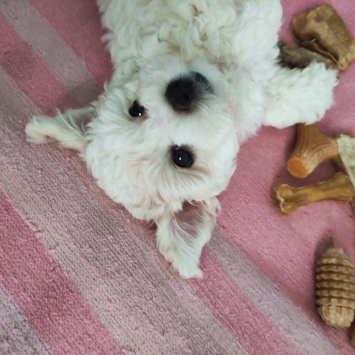 Бішони-пухнасті янголи