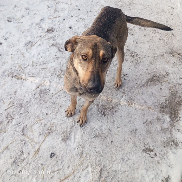 Собаки та Цуценята у добрі руки