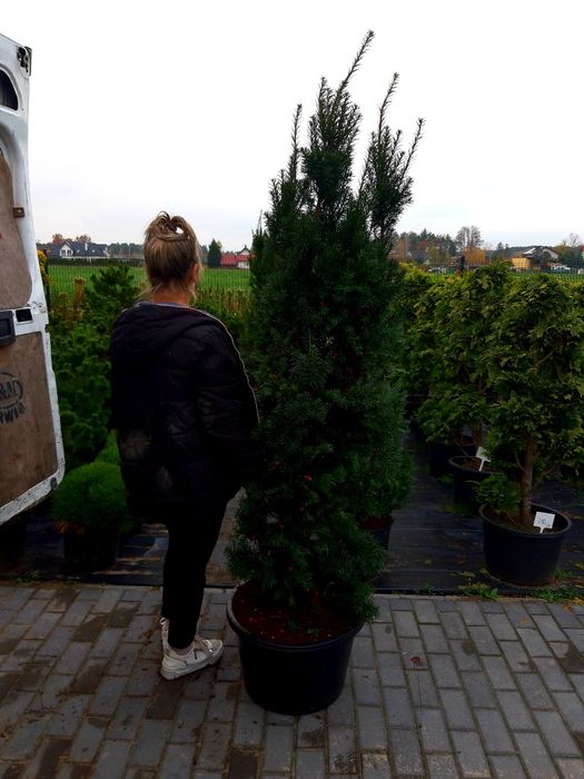 Cis hiksi 170-180cm gruby! Szmaragd sosna klon bonsai Hilli David
