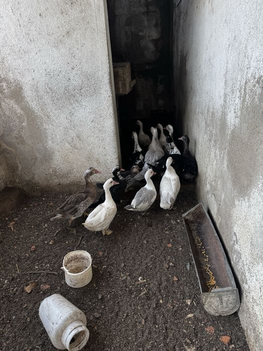 Patos mudos, deste ano