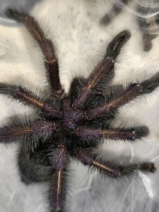 Avicularia purpurea Samiec świeży