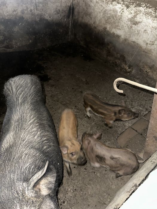 Мангали мангальскі свині вʼєтнамські