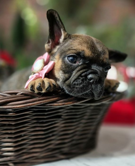 BAMBI dziewczynka buldog francuski dostępna do rezerwacji