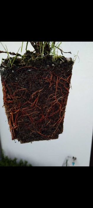 Tuja szmaragd 25-35cm