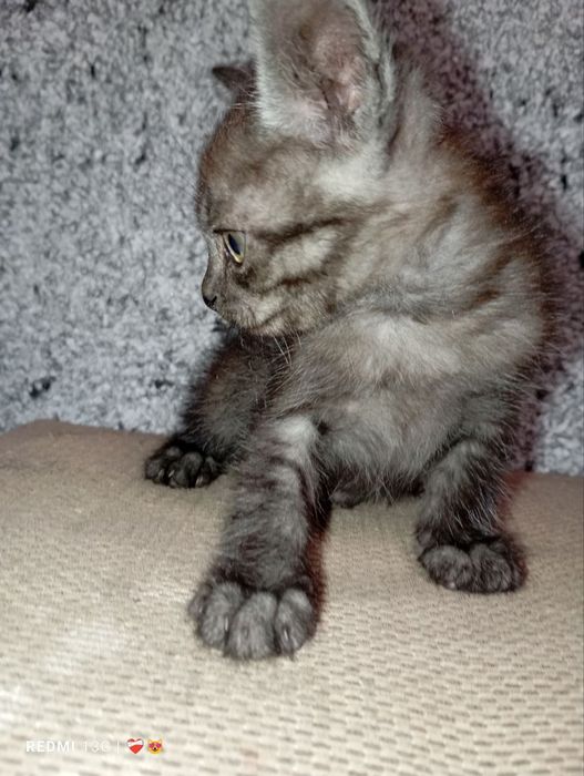 Маленькі комочки шукають дімВіддам безкоштовно в люблячу сім'ю.