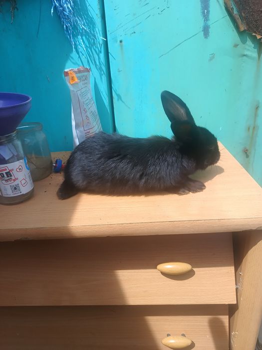 Продам кролят помість бургундія мама, тато Французький баран