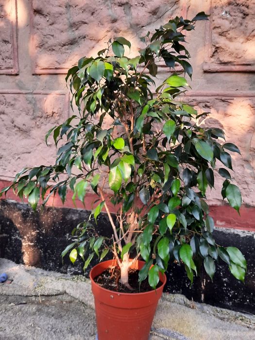 Кімнатні рослини