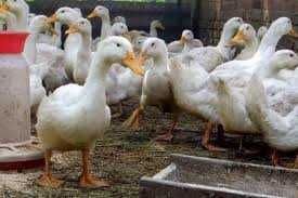 ЯЙце інкубаційне Качка Стар 53