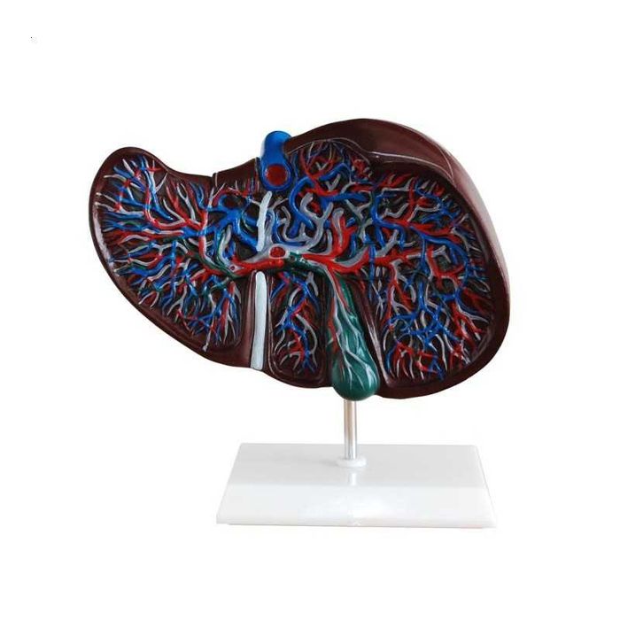 Model anatomiczny wątroby