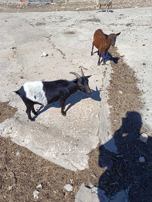 Duas cabras mansas !