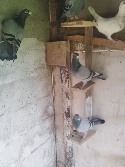 Pombas correio para venda