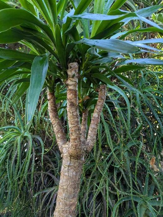 Yucca 4 Troncos em Vaso