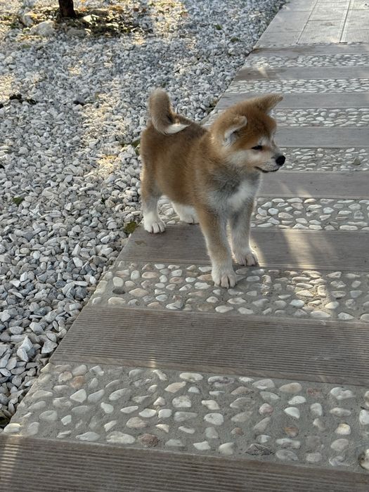 Akita Inu Japonês Fêmea - Linha Argentina e Russa