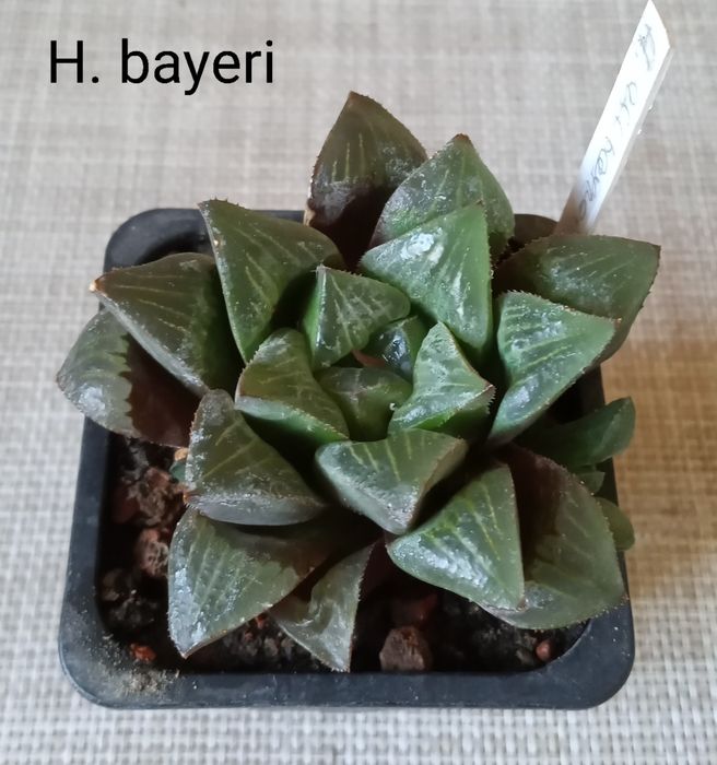 Хавортия (Haworthia  Chocolate)