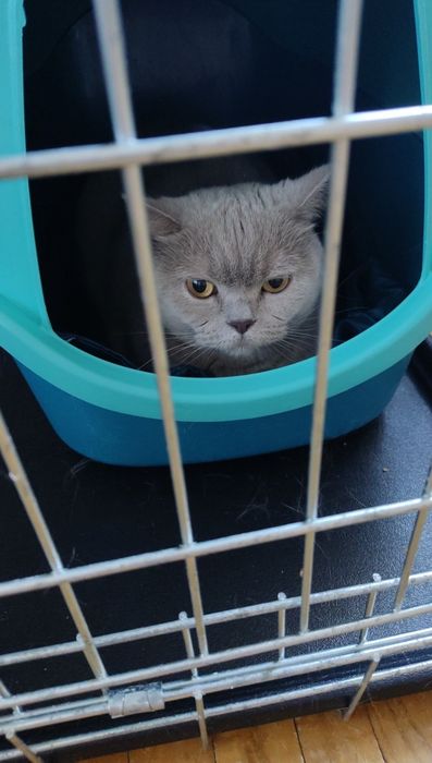 Готель домашній для котів
