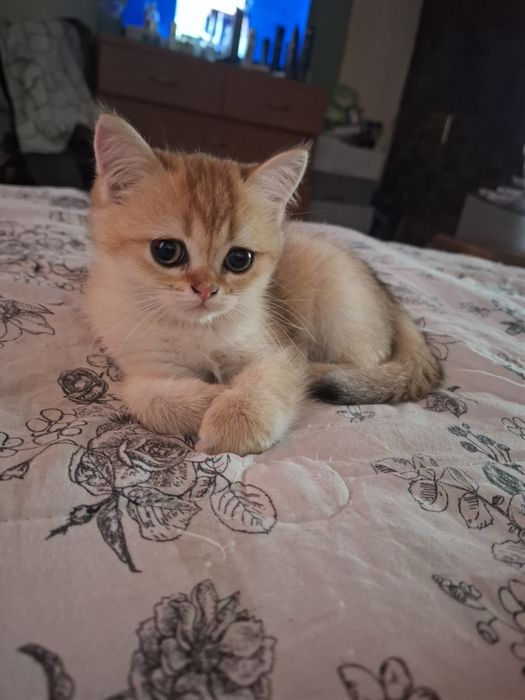 шотланське кошеня