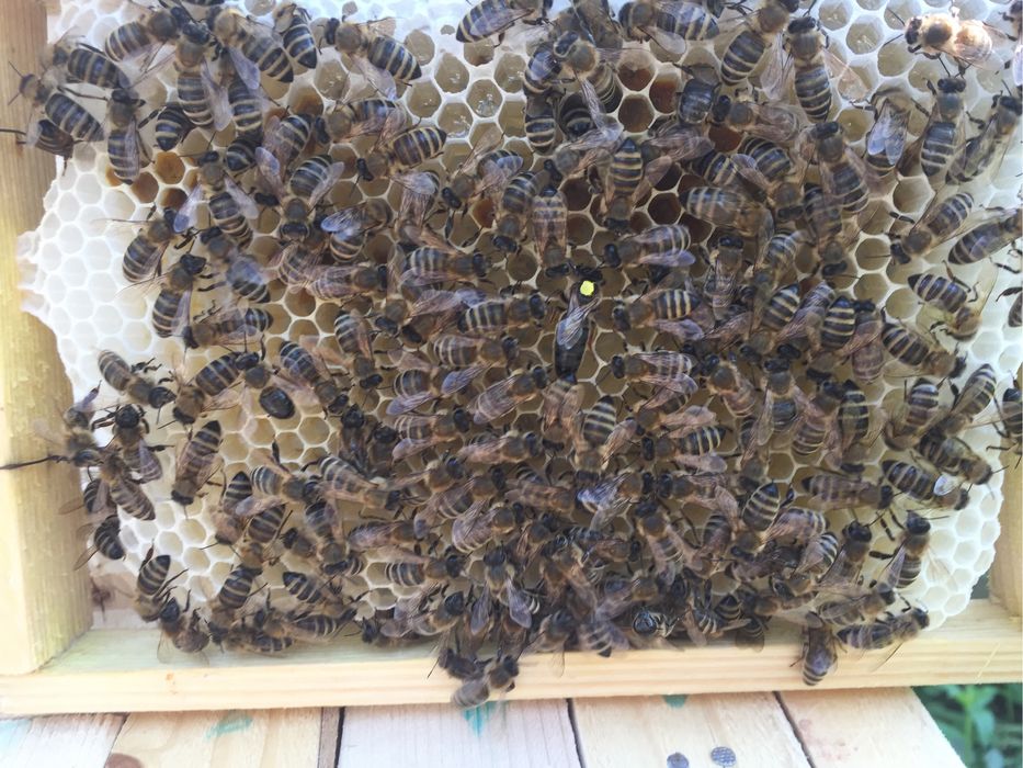 КАРПАТКА Бджоломатки Пчеломатки Плідні матки 2025 року Бджолині матки