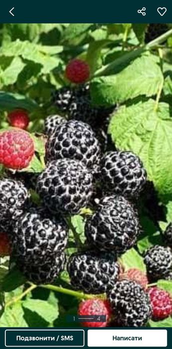 Чорна малина (кумберленд)