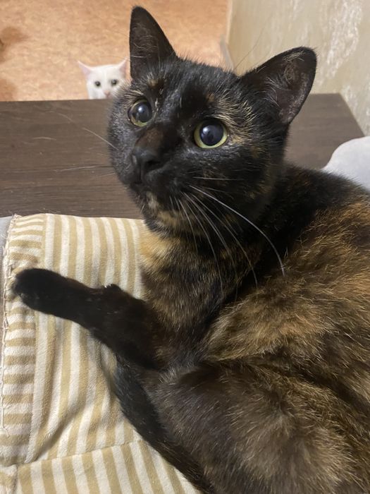 Дівчинка стерилізована в добрі ручки