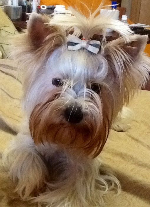 Бивер йорк йоркширский терьер стандарт с курносым носиком ВЯЗКА )