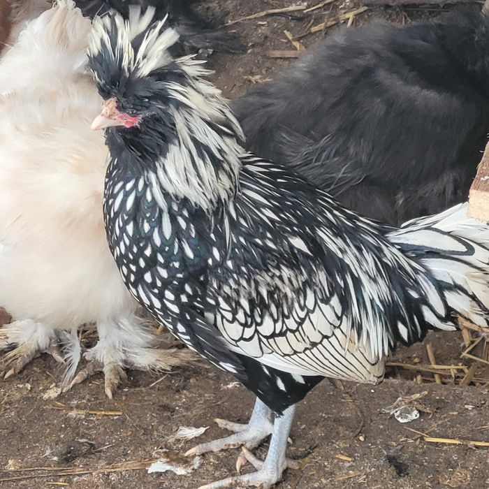 Koguty Silki i Czubatka