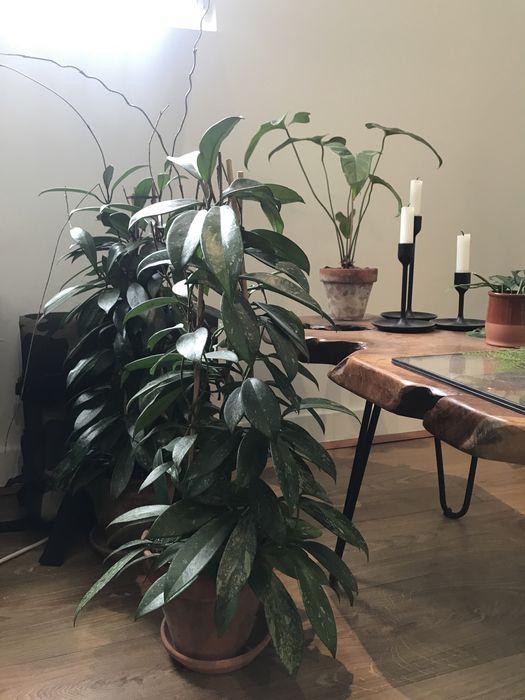 Plantas raras atualizado (Monstera, Anthurium, Amydrium, philodendron)