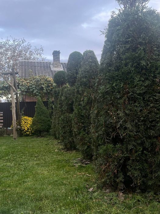 Садовий сервіс, прибирання снігу, топіарна стрижка, покіс газону