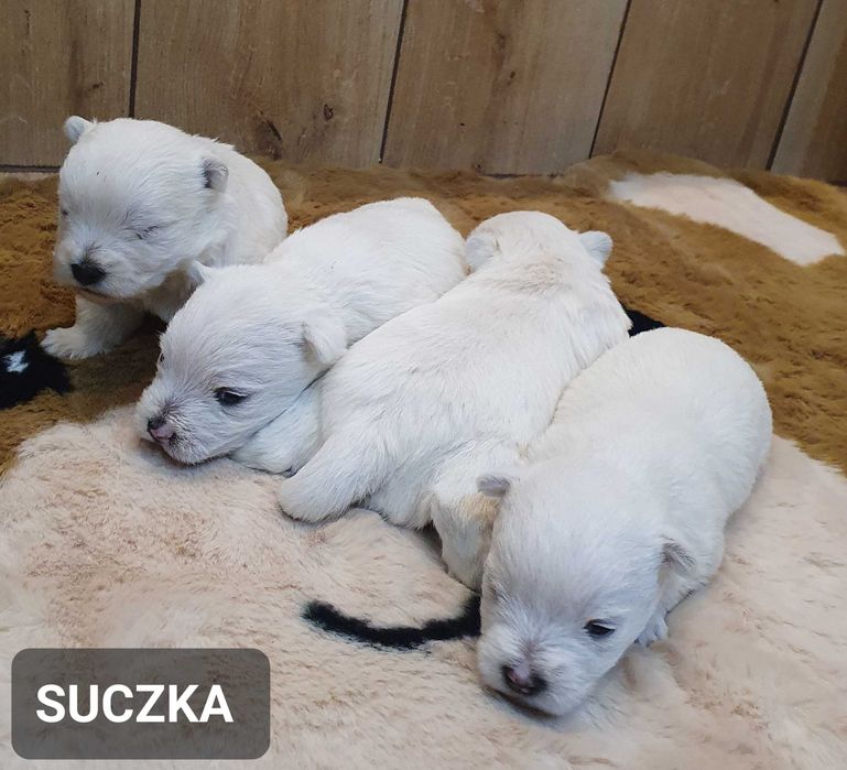 West Highland White Terrier - Śliczna suczka