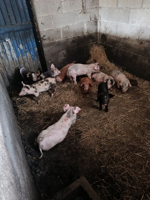 Leitões landerace e duroc