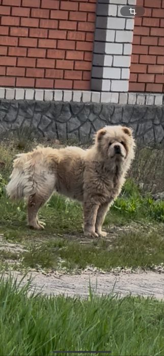 ПОТЕРЯЛАСЬ СОБАКА ПОХОЖА НА  ЧАУ ЧАУ