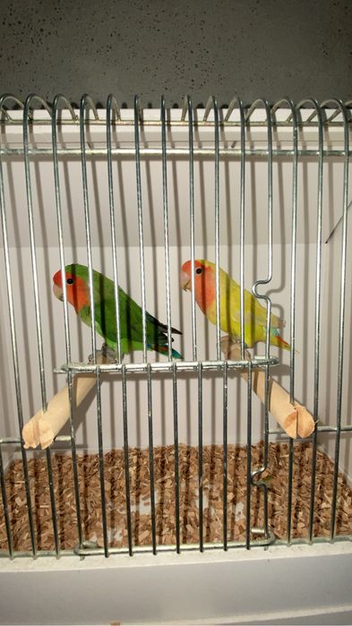 Casal longfeather
