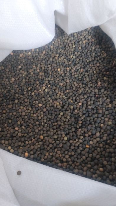 Wyka jara czyszczona