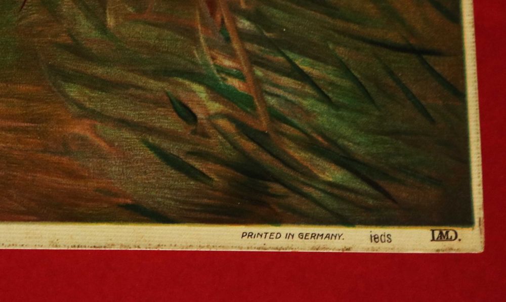 Caça Ataque de um Tigre, grande cromolitografia 1885 T. Breitwieser