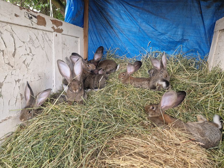 Самки Бельгійського Велетня (Агуті)