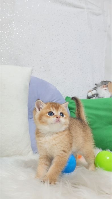 Шотландська Золота Шиншила