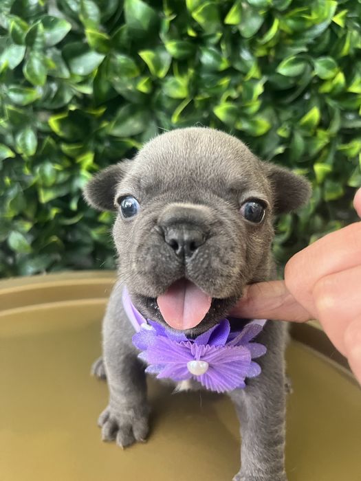 Bulldog francês blue macho