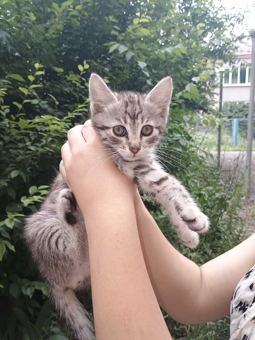 Кошенятко шукає новий дім.