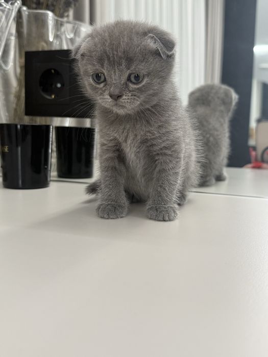 Шотландські кошенята