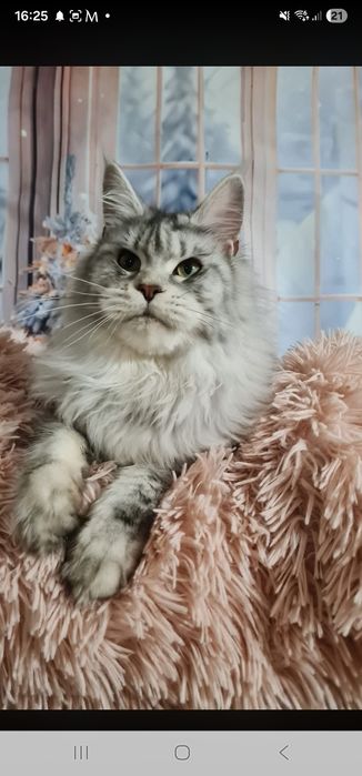Maine Coon kotka koteczka kocięta Rezerwacja