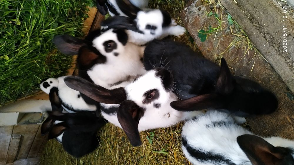 Німецький строкач.Самці,самки.Різний вік.